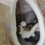 Pet Tent Cave Bed for Cats Small Dogs Self-Warming Cat Tent Bed Cat Hut Comfortable Pet Sleeping Bed Foldable Removable Washable photo review