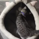 Pet Tent Cave Bed for Cats Small Dogs Self-Warming Cat Tent Bed Cat Hut Comfortable Pet Sleeping Bed Foldable Removable Washable photo review