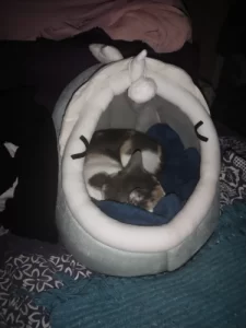 Pet Tent Cave Bed for Cats Small Dogs Self-Warming Cat Tent Bed Cat Hut Comfortable Pet Sleeping Bed Foldable Removable Washable photo review