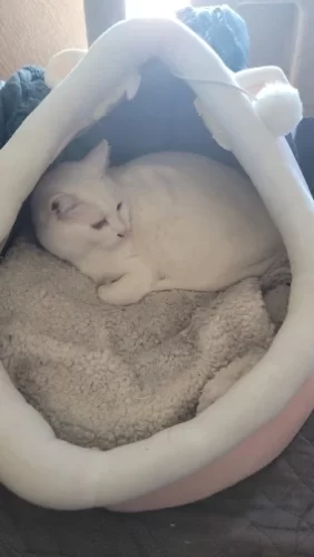 Pet Tent Cave Bed for Cats Small Dogs Self-Warming Cat Tent Bed Cat Hut Comfortable Pet Sleeping Bed Foldable Removable Washable photo review