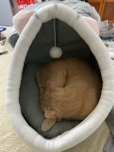 Pet Tent Cave Bed for Cats Small Dogs Self-Warming Cat Tent Bed Cat Hut Comfortable Pet Sleeping Bed Foldable Removable Washable photo review