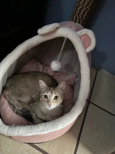 Pet Tent Cave Bed for Cats Small Dogs Self-Warming Cat Tent Bed Cat Hut Comfortable Pet Sleeping Bed Foldable Removable Washable photo review
