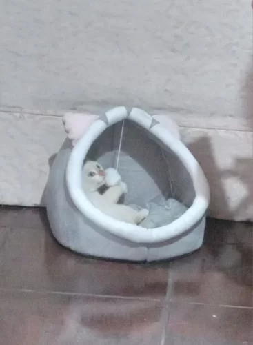 Pet Tent Cave Bed for Cats Small Dogs Self-Warming Cat Tent Bed Cat Hut Comfortable Pet Sleeping Bed Foldable Removable Washable photo review