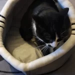 Pet Tent Cave Bed for Cats Small Dogs Self-Warming Cat Tent Bed Cat Hut Comfortable Pet Sleeping Bed Foldable Removable Washable photo review