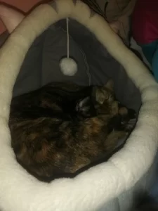 Pet Tent Cave Bed for Cats Small Dogs Self-Warming Cat Tent Bed Cat Hut Comfortable Pet Sleeping Bed Foldable Removable Washable photo review