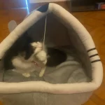 Pet Tent Cave Bed for Cats Small Dogs Self-Warming Cat Tent Bed Cat Hut Comfortable Pet Sleeping Bed Foldable Removable Washable photo review