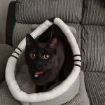 Pet Tent Cave Bed for Cats Small Dogs Self-Warming Cat Tent Bed Cat Hut Comfortable Pet Sleeping Bed Foldable Removable Washable photo review
