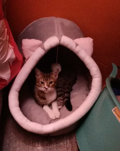 Pet Tent Cave Bed for Cats Small Dogs Self-Warming Cat Tent Bed Cat Hut Comfortable Pet Sleeping Bed Foldable Removable Washable photo review