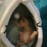Pet Tent Cave Bed for Cats Small Dogs Self-Warming Cat Tent Bed Cat Hut Comfortable Pet Sleeping Bed Foldable Removable Washable photo review