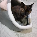 Pet Tent Cave Bed for Cats Small Dogs Self-Warming Cat Tent Bed Cat Hut Comfortable Pet Sleeping Bed Foldable Removable Washable photo review