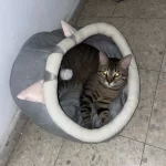 Pet Tent Cave Bed for Cats Small Dogs Self-Warming Cat Tent Bed Cat Hut Comfortable Pet Sleeping Bed Foldable Removable Washable photo review