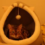 Pet Tent Cave Bed for Cats Small Dogs Self-Warming Cat Tent Bed Cat Hut Comfortable Pet Sleeping Bed Foldable Removable Washable photo review