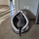 Pet Tent Cave Bed for Cats Small Dogs Self-Warming Cat Tent Bed Cat Hut Comfortable Pet Sleeping Bed Foldable Removable Washable photo review