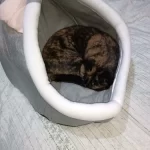 Cat balm | Cat toys | Pet Interactive Products | ATOZBY photo review