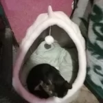 Pet Tent Cave Bed for Cats Small Dogs Self-Warming Cat Tent Bed Cat Hut Comfortable Pet Sleeping Bed Foldable Removable Washable photo review
