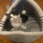 Pet Tent Cave Bed for Cats Small Dogs Self-Warming Cat Tent Bed Cat Hut Comfortable Pet Sleeping Bed Foldable Removable Washable photo review