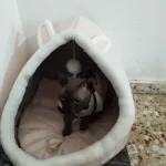 Pet Tent Cave Bed for Cats Small Dogs Self-Warming Cat Tent Bed Cat Hut Comfortable Pet Sleeping Bed Foldable Removable Washable photo review