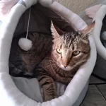 Pet Tent Cave Bed for Cats Small Dogs Self-Warming Cat Tent Bed Cat Hut Comfortable Pet Sleeping Bed Foldable Removable Washable photo review