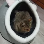 Pet Tent Cave Bed for Cats Small Dogs Self-Warming Cat Tent Bed Cat Hut Comfortable Pet Sleeping Bed Foldable Removable Washable photo review