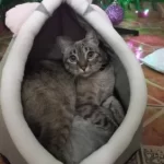 Pet Tent Cave Bed for Cats Small Dogs Self-Warming Cat Tent Bed Cat Hut Comfortable Pet Sleeping Bed Foldable Removable Washable photo review