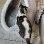 Pet Tent Cave Bed for Cats Small Dogs Self-Warming Cat Tent Bed Cat Hut Comfortable Pet Sleeping Bed Foldable Removable Washable photo review