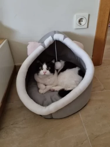 Pet Tent Cave Bed for Cats Small Dogs Self-Warming Cat Tent Bed Cat Hut Comfortable Pet Sleeping Bed Foldable Removable Washable photo review