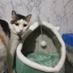 Pet Tent Cave Bed for Cats Small Dogs Self-Warming Cat Tent Bed Cat Hut Comfortable Pet Sleeping Bed Foldable Removable Washable photo review