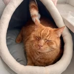 Pet Tent Cave Bed for Cats Small Dogs Self-Warming Cat Tent Bed Cat Hut Comfortable Pet Sleeping Bed Foldable Removable Washable photo review