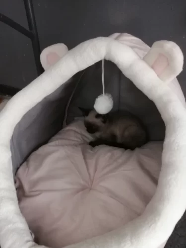 Pet Tent Cave Bed for Cats Small Dogs Self-Warming Cat Tent Bed Cat Hut Comfortable Pet Sleeping Bed Foldable Removable Washable photo review