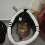 Pet Tent Cave Bed for Cats Small Dogs Self-Warming Cat Tent Bed Cat Hut Comfortable Pet Sleeping Bed Foldable Removable Washable photo review