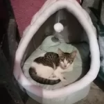 Pet Tent Cave Bed for Cats Small Dogs Self-Warming Cat Tent Bed Cat Hut Comfortable Pet Sleeping Bed Foldable Removable Washable photo review