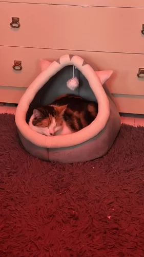 Pet Tent Cave Bed for Cats Small Dogs Self-Warming Cat Tent Bed Cat Hut Comfortable Pet Sleeping Bed Foldable Removable Washable photo review