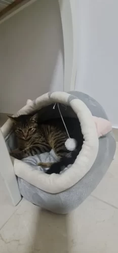 Pet Tent Cave Bed for Cats Small Dogs Self-Warming Cat Tent Bed Cat Hut Comfortable Pet Sleeping Bed Foldable Removable Washable photo review