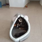 Pet Tent Cave Bed for Cats Small Dogs Self-Warming Cat Tent Bed Cat Hut Comfortable Pet Sleeping Bed Foldable Removable Washable photo review