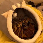 Pet Tent Cave Bed for Cats Small Dogs Self-Warming Cat Tent Bed Cat Hut Comfortable Pet Sleeping Bed Foldable Removable Washable photo review
