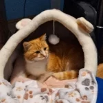 Pet Tent Cave Bed for Cats Small Dogs Self-Warming Cat Tent Bed Cat Hut Comfortable Pet Sleeping Bed Foldable Removable Washable photo review