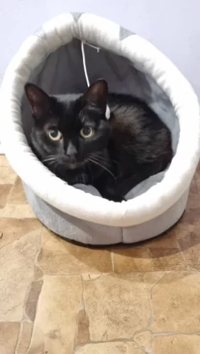 Pet Tent Cave Bed for Cats Small Dogs Self-Warming Cat Tent Bed Cat Hut Comfortable Pet Sleeping Bed Foldable Removable Washable photo review
