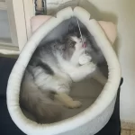 Pet Tent Cave Bed for Cats Small Dogs Self-Warming Cat Tent Bed Cat Hut Comfortable Pet Sleeping Bed Foldable Removable Washable photo review