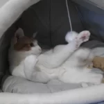 Pet Tent Cave Bed for Cats Small Dogs Self-Warming Cat Tent Bed Cat Hut Comfortable Pet Sleeping Bed Foldable Removable Washable photo review