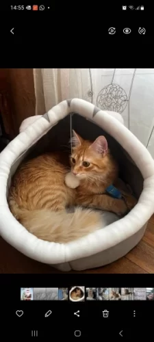 Pet Tent Cave Bed for Cats Small Dogs Self-Warming Cat Tent Bed Cat Hut Comfortable Pet Sleeping Bed Foldable Removable Washable photo review