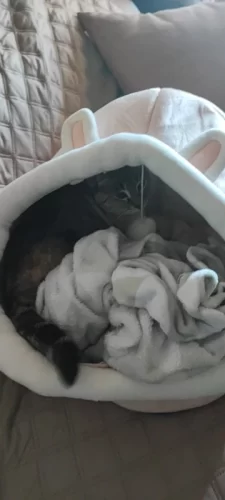 Pet Tent Cave Bed for Cats Small Dogs Self-Warming Cat Tent Bed Cat Hut Comfortable Pet Sleeping Bed Foldable Removable Washable photo review