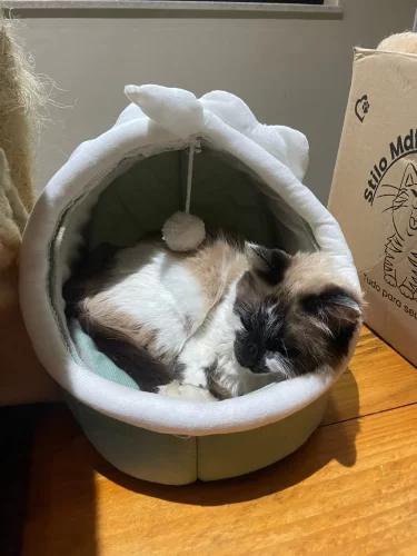 Pet Tent Cave Bed for Cats Small Dogs Self-Warming Cat Tent Bed Cat Hut Comfortable Pet Sleeping Bed Foldable Removable Washable photo review