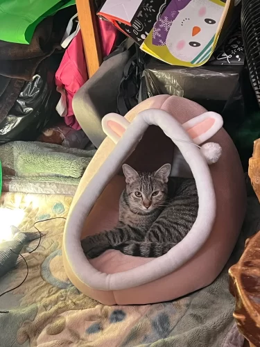 Pet Tent Cave Bed for Cats Small Dogs Self-Warming Cat Tent Bed Cat Hut Comfortable Pet Sleeping Bed Foldable Removable Washable photo review