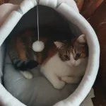 Pet Tent Cave Bed for Cats Small Dogs Self-Warming Cat Tent Bed Cat Hut Comfortable Pet Sleeping Bed Foldable Removable Washable photo review