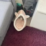 Pet Tent Cave Bed for Cats Small Dogs Self-Warming Cat Tent Bed Cat Hut Comfortable Pet Sleeping Bed Foldable Removable Washable photo review