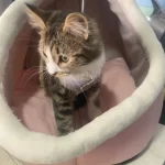 Pet Tent Cave Bed for Cats Small Dogs Self-Warming Cat Tent Bed Cat Hut Comfortable Pet Sleeping Bed Foldable Removable Washable photo review
