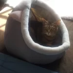 Pet Tent Cave Bed for Cats Small Dogs Self-Warming Cat Tent Bed Cat Hut Comfortable Pet Sleeping Bed Foldable Removable Washable photo review