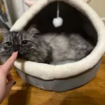 Pet Tent Cave Bed for Cats Small Dogs Self-Warming Cat Tent Bed Cat Hut Comfortable Pet Sleeping Bed Foldable Removable Washable photo review