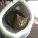 Pet Tent Cave Bed for Cats Small Dogs Self-Warming Cat Tent Bed Cat Hut Comfortable Pet Sleeping Bed Foldable Removable Washable photo review