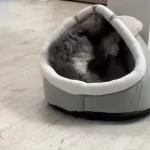 Pet Tent Cave Bed for Cats Small Dogs Self-Warming Cat Tent Bed Cat Hut Comfortable Pet Sleeping Bed Foldable Removable Washable photo review